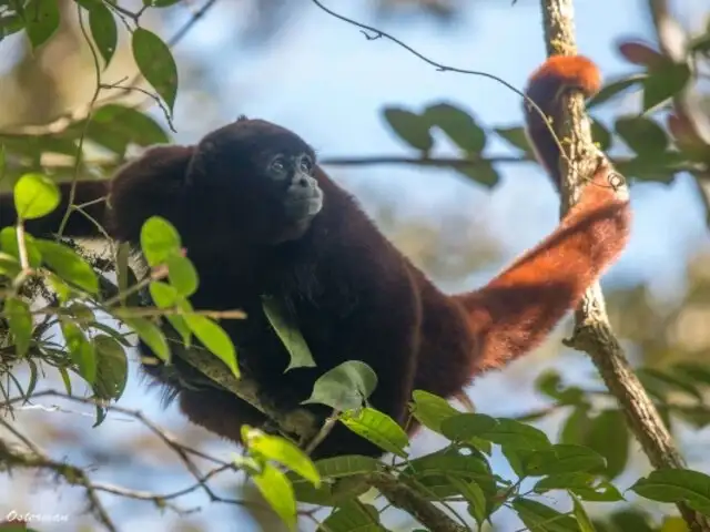 El mono choro de cola amarilla: una especie peruana en peligro crítico de extinción