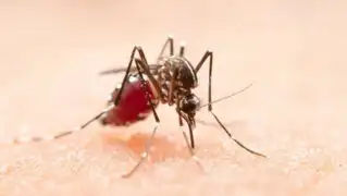 ¿Picaduras de zancudo? Inicio del verano activa alerta por dengue: recomendaciones para prevenirlo