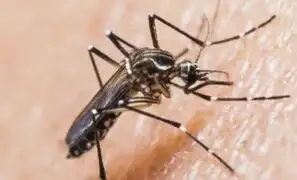 Aumento de temperaturas permite la rápida reproducción del zancudo transmisor del dengue