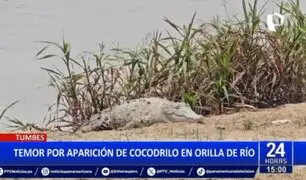 Enorme cocodrilo es captado en orilla del Río Tumbes