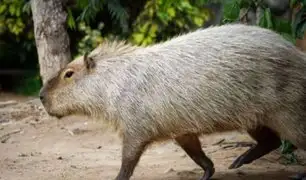 Todo lo que debes saber para visitar al capibara Wilson en el Parque de las Leyendas