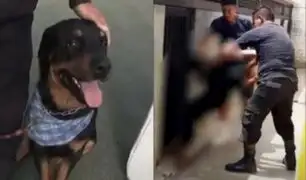 Brigada Canina de Puente Piedra responde a denuncia de presunto maltrato animal por video viral