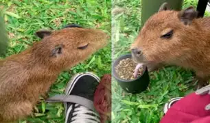 ¡Con un estilo argentino! Capibara es captado tomando mate y desata la locura en redes sociales