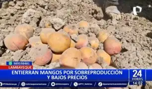 Lambayeque: Agricultores entierran mangos por bajos precios