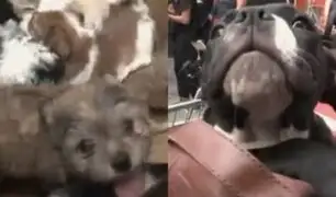 Perritos y gatitos robados eran vendidos en el Centro de Lima: tres personas fueron detenidas