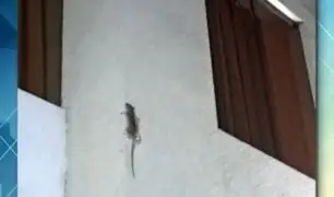 Plaga de ratas invade condominio en Los Olivos: roedores son captados subiendo por paredes