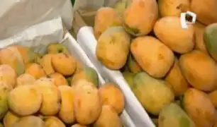 Sobreproducción de mango desploma precios y productores anuncian protestas en la Panamericana Norte