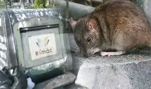 Plaga de ratas aterra a vecinos del Rímac: Hace 3 meses hicieron la denuncia a la municipalidad