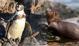 Serfor convoca a instituciones públicas y privadas para conservar el pingüino de Humboldt y la nutria marina