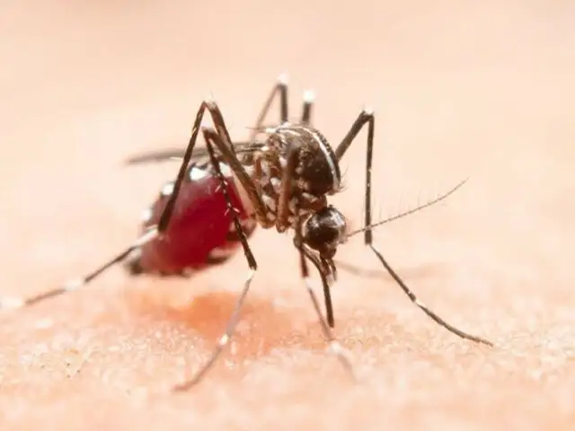 ¿Picaduras de zancudo? Inicio del verano activa alerta por dengue: recomendaciones para prevenirlo