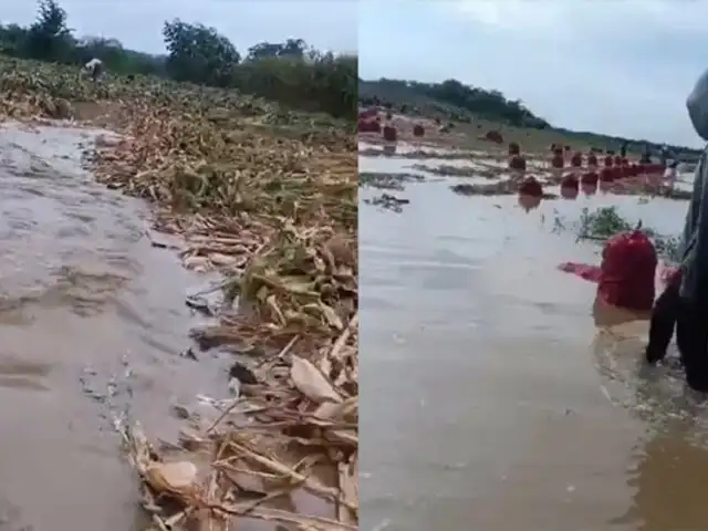 Piura: sembríos de cebolla, maíz y frutas fueron arrasados por el desborde del río Chira