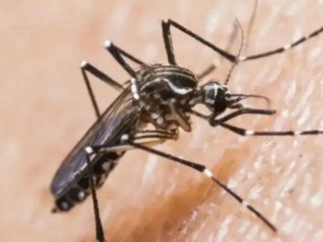 Aumento de temperaturas permite la rápida reproducción del zancudo transmisor del dengue