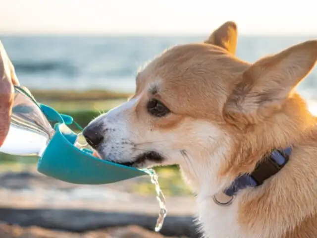 ¿Preocupado por tu mascota en verano? sigue estos consejos para mantenerlas frescas y seguras