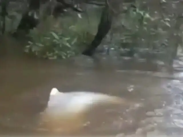 Jóvenes rescatan a delfín rosado atrapado en el Amazonas