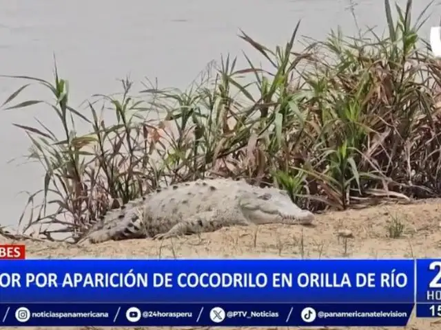 Enorme cocodrilo es captado en orilla del Río Tumbes