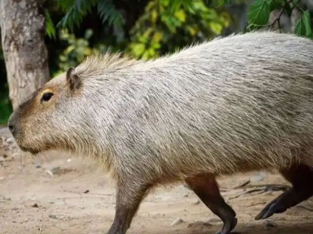 Todo lo que debes saber para visitar al capibara Wilson en el Parque de las Leyendas