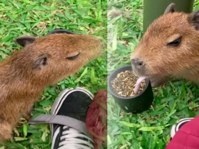 ¡Con un estilo argentino! Capibara es captado tomando mate y desata la locura en redes sociales