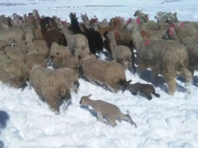 Puno en emergencia: intensas nevadas destruyen cultivos y afectan ganado