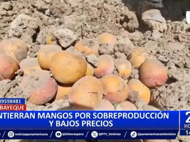 Lambayeque: Agricultores entierran mangos por bajos precios