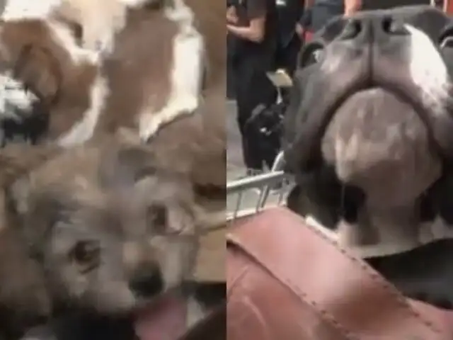 Perritos y gatitos robados eran vendidos en el Centro de Lima: tres personas fueron detenidas