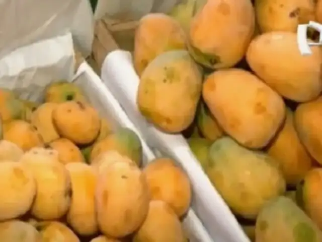 Sobreproducción de mango desploma precios y productores anuncian protestas en la Panamericana Norte