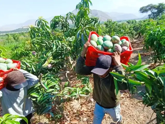 Agricultores rechazan propuesta de ministro Manero para suspender siembra de mango por tres años