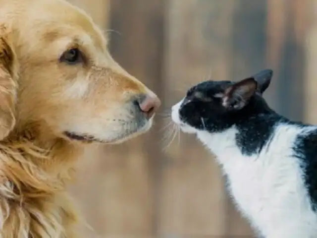 ¿Quién es más inteligente: los perros o los gatos? La ciencia tiene la respuesta