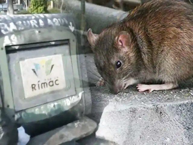 Plaga de ratas aterra a vecinos del Rímac: Hace 3 meses hicieron la denuncia a la municipalidad