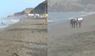 Playa La Herradura recupera su arena: retirarán a diario piedras de menor tamaño en balneario