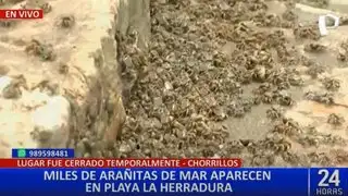 Experto explica presencia de arañitas de mar en playa La Herradura: "No hay nada de qué preocuparse”