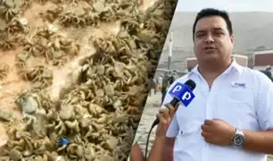 Cangrejos se quedan sin “casa” por retiro de piedras en playa La Herradura