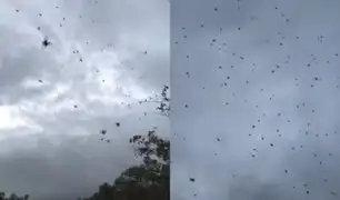 ¡Impresionante! Captan “lluvia de arañas” en Brasil y el video causa furor en redes