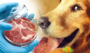 Golosinas para perros de carne cultivada en laboratorio, ya son una realidad