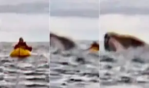 Joven que hacía deporte es tragado por una ballena jorobada y todo queda grabado en video