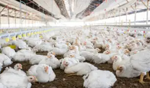 Precio del pollo vivo se ofrece a S/ 4.90 soles kilogramo en centros de acopio