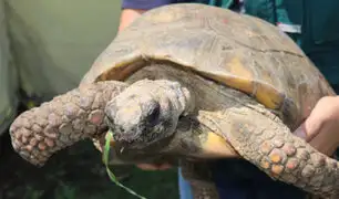 Serfor y PNP recuperan tortugas encontradas en condiciones deplorables en parque infantil de Arequipa