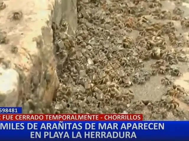 Experto explica presencia de arañitas de mar en playa La Herradura: "No hay nada de qué preocuparse”