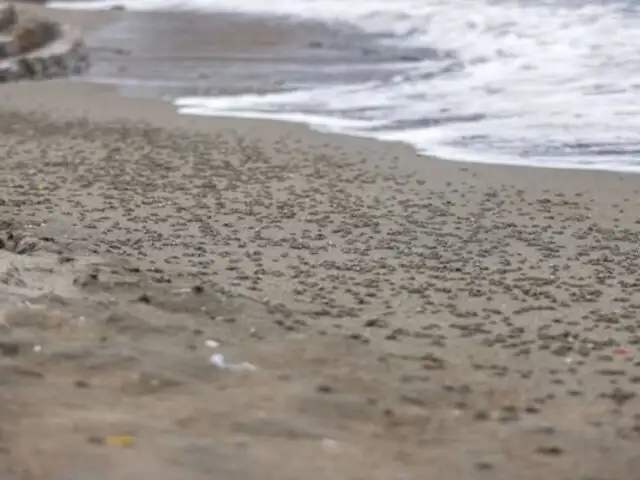 Ministerio del Ambiente investigará presencia de cangrejos en playa La Herradura