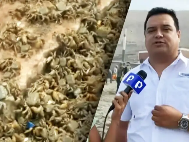 Cangrejos se quedan sin “casa” por retiro de piedras en playa La Herradura