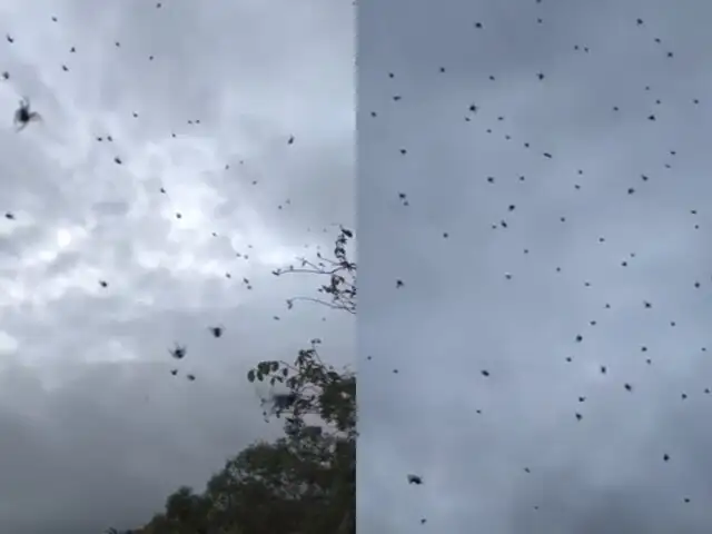 ¡Impresionante! Captan “lluvia de arañas” en Brasil y el video causa furor en redes