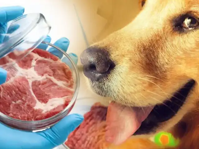 Golosinas para perros de carne cultivada en laboratorio, ya son una realidad