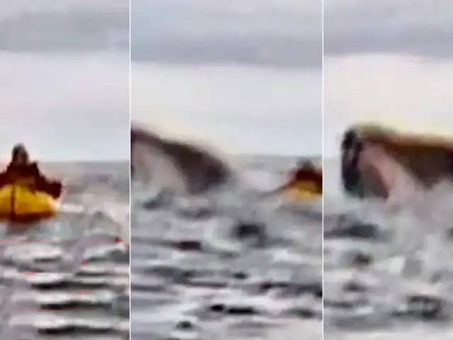 Joven que hacía deporte es tragado por una ballena jorobada y todo queda grabado en video