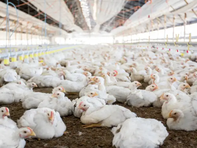 Precio del pollo vivo se ofrece a S/ 4.90 soles kilogramo en centros de acopio