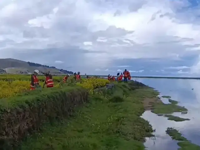 Más de 300 hectáreas de cultivos afectados por desborde de ríos en Puno: intensas lluvias continúan