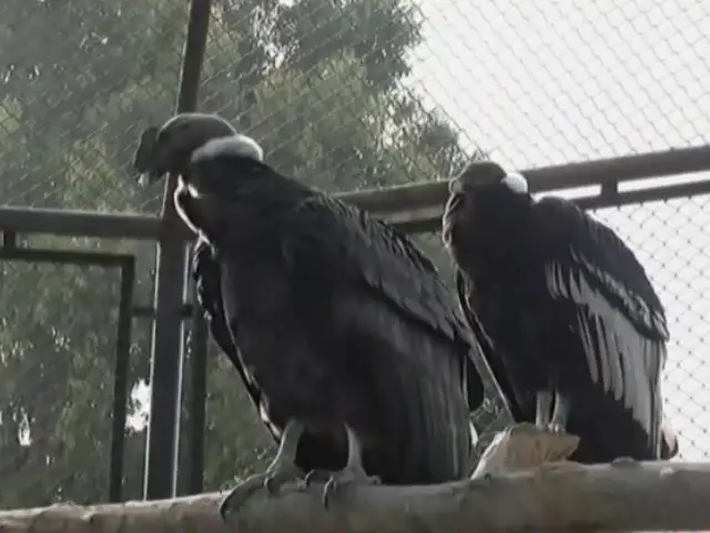 ¡Cuidado con los cóndores! Aves podrían transmitir alguna enfermedad con un picotazo o mordedura