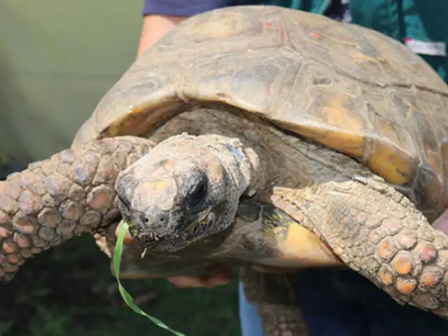 Serfor y PNP recuperan tortugas encontradas en condiciones deplorables en parque infantil de Arequipa