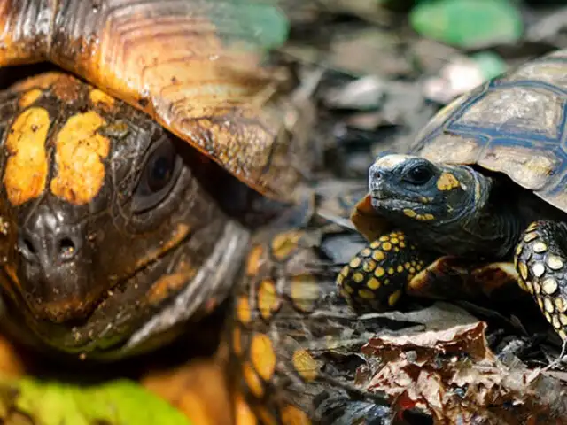 Crías de tortuga en peligro de extinción son liberadas en un río de Brasil