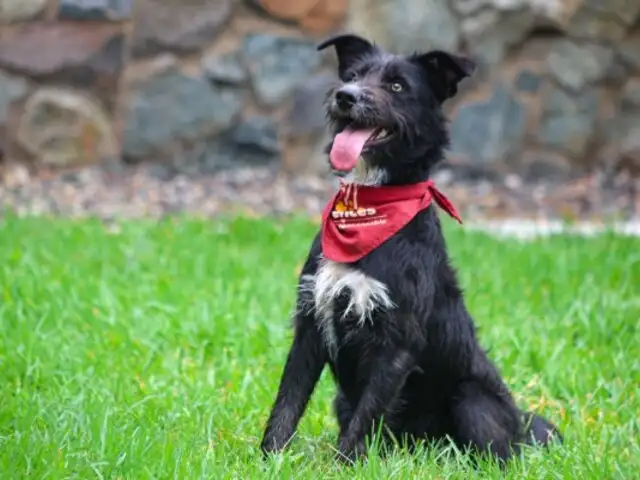 Surco lanza campaña "Patitas Felices" para promover la adopción de mascotas