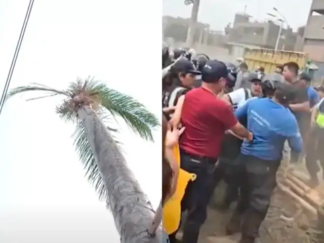 Vecinos de SMP protestan contra municipales de Independencia por plantar un palmera incorrectamente