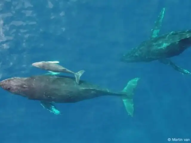 ¿Sabías que las ballenas ayudan a salvar los océanos? conoce cómo su orina fertiliza el planeta